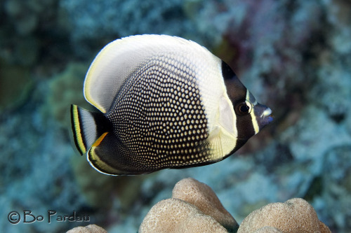 fuckyeahaquaria:  Mailed Butterflyfish | Chaetodon reticulatus  (by bodiver)