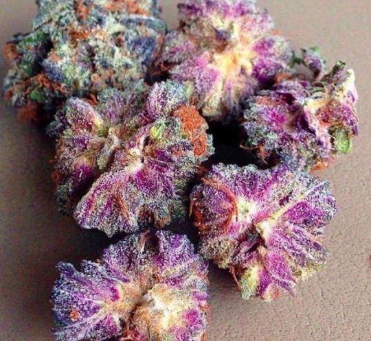 gzuzsmadchen:  Fore a dope weed blog follow: @gzuzsmadchen​​ Do you want your