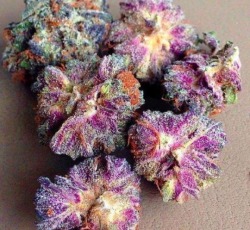 gzuzsmadchen:  Fore a dope weed blog follow: