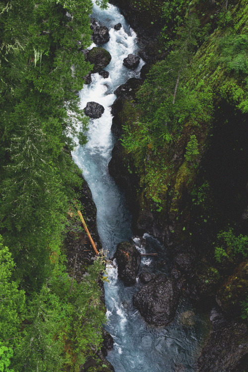 rhiannahoward: Skokomish Valley/Olympic National Forest, WA