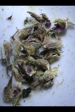 thc-thehappychemical:  Made myself a purple toke :)
