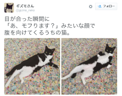 urokuzu-chan:ギズモさんさんはTwitterを使っています: “目が合った瞬間に 「あ、モフります？」みたいな顔で 腹を向けてくるうちの猫。 http://t.co/ce2iziloEJ”