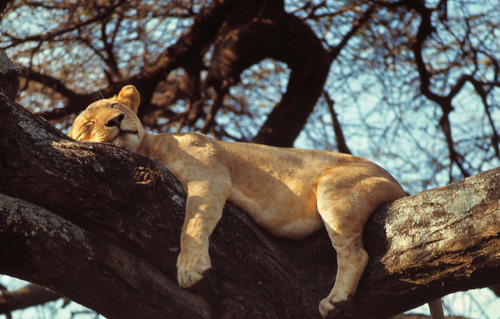 hopeful-melancholy: A lioness sleeps in a tree in Lake Manyara National Park, Tanzania.