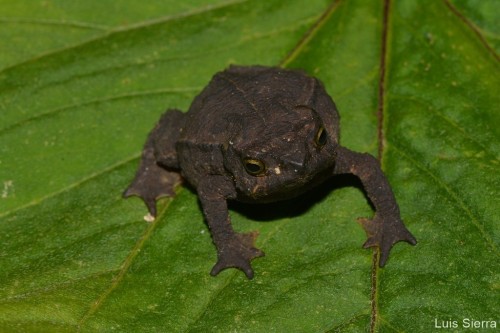 toadschooled:This pretty little toad is Rhinella ruizi, a species endemic to the Cordillera Central 