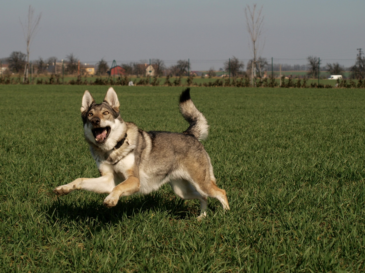 the-little-wolfdog:  catching mud balls. wolfdogs are so graceful…