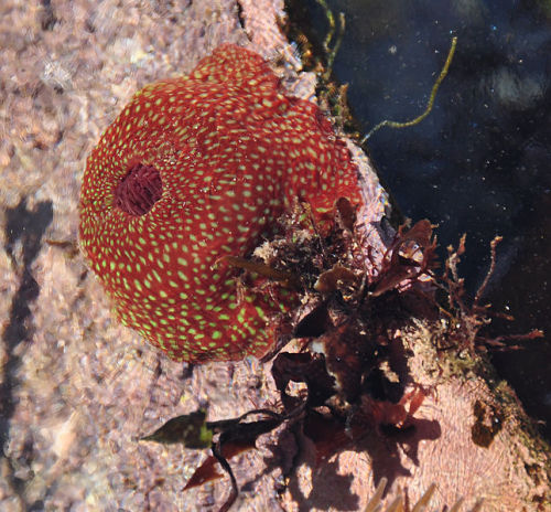 Strawberry Anemone (Actinia fragacea)…a species of Actiniid sea anemone which is found in the northeastern and eastern Atlantic Ocean. Its range extends from Norway, Scotland and Ireland to the Mediterranean Sea and North Africa, including the...