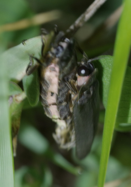 Male and female glow worms - Lampyris noctiluca - in Glenan Bay last night. It was a calm, dry night