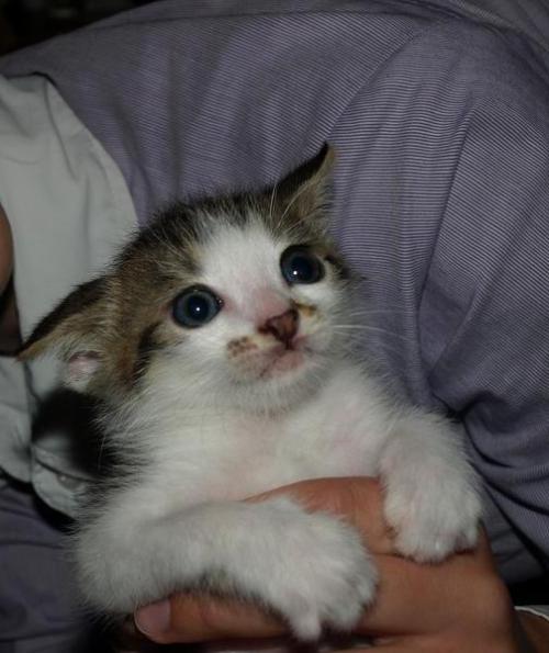 fuckyeahcats: Cutest little devil