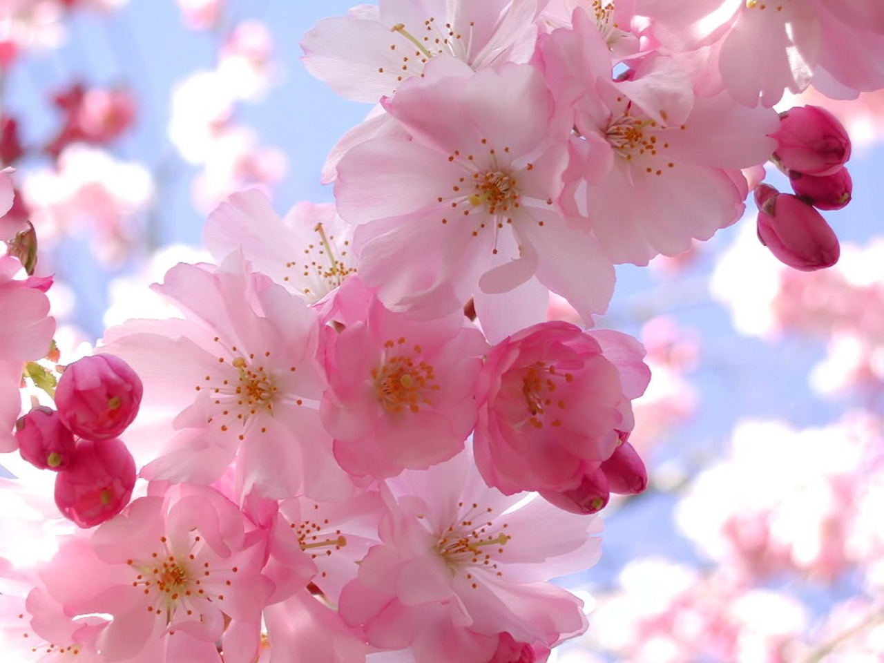 Colorful flowers