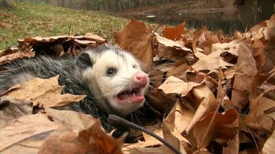 possumoftheday:Today’s Second Possum of the Day has been brought to you by: Leaves!