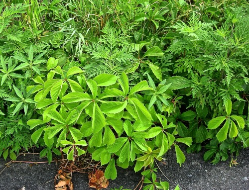 Weeds along the roadside. July 2013.