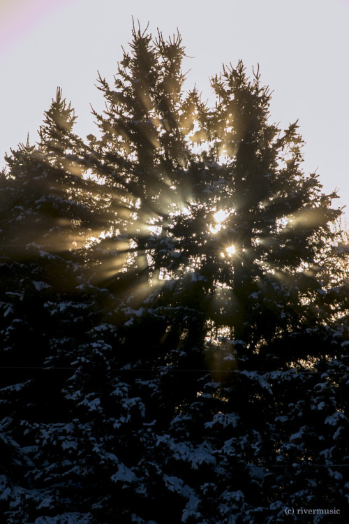 Welcome Winter! Sunlight bursting through fog and spruce; for Winter Solstice 2017 riverwindphotogra