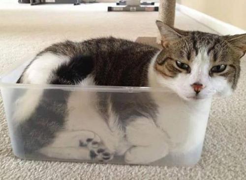 1petulantpanda: primedoverlord: friendly-animals: (Source) “Are cats a solid or a liquid?&rdqu