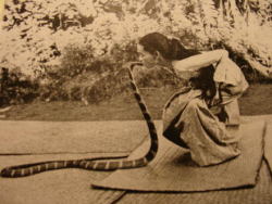 fireshovel:  Burma’s famous snake charmer