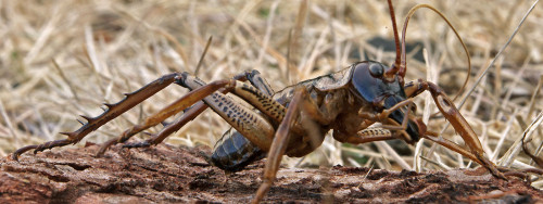 More noctournal New Zealand crickets! These are auckland tree wetas, Hemideina thoracica. The photo 