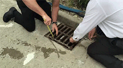 sizvideos:  Man saves ducklings from sewer.