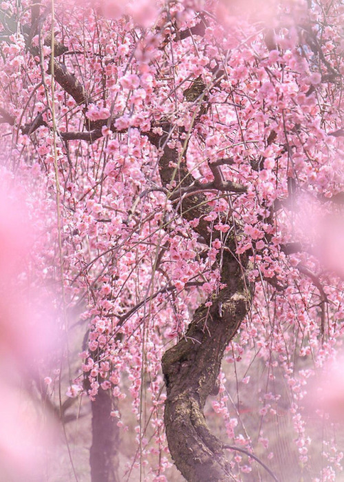 Mie, Japan | by momo___604