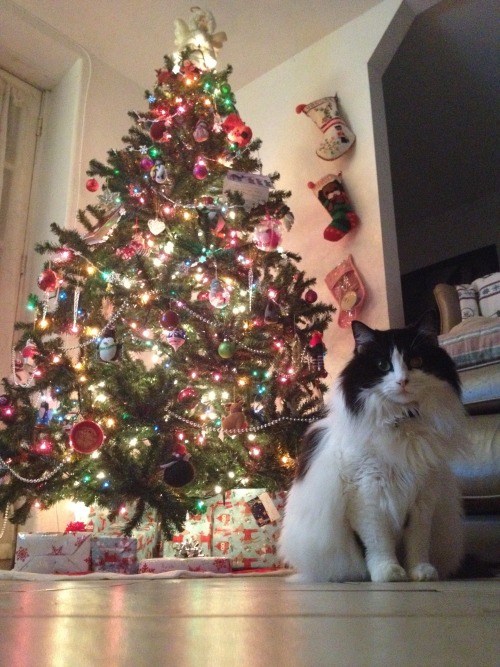 thisisjustforfunval: Merry Christmas | Feliz Navidad from Belle