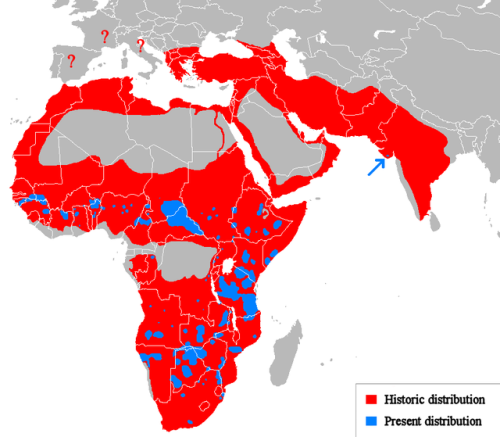 Historic and present range of lion, tiger, and leopard