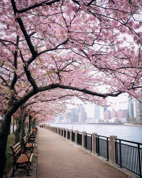floralls:Springtime in NYC by Joe Thomas