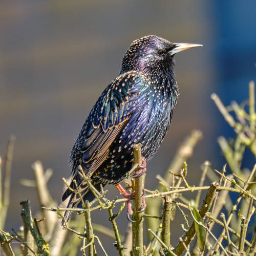 True colours. The starlings have been back for a few weeks. (28.2./6.3.22)