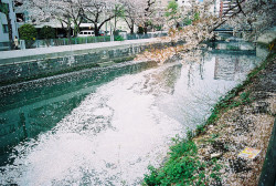 fuckyeahjapanandkorea:  Sakura River by DKAKE  