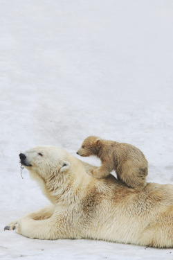 sitoutside:  Polar bears by Pavel Labonskiy