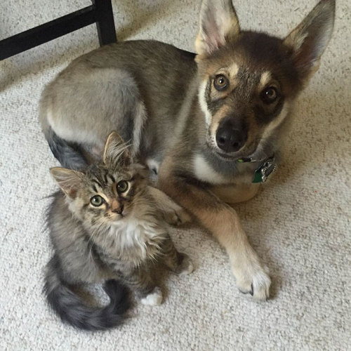 veneredistrutta:  kon-igi:  archiemcphee:  Because sometimes what you need most is to be reminded that dogs and cats can be best friends. Meet Raven the Tamaskan Dog and Woodhouse the cat, a pair of interspecies BFFs who first met when Raven was just
