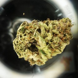 Phongstuh:  #Alienog #Mmj #420 #Instaweed #Instadank #Weed #Marijuana #Stoners #Dankies