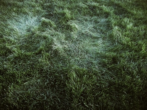 beenis: plants on my camera roll that make me tear up, 2013 — 2015 
