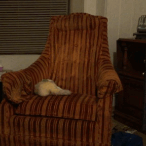 cannonball-the-ferret:  When people ask me “why a ferret”, I can show them this