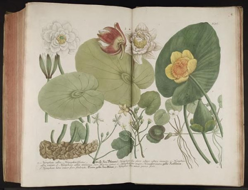 scientificillustration: Water lilies by BioDivLibrary on Flickr. Phytanthoza iconographia, sive