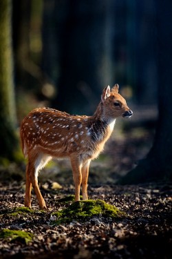 wonderous-world:  Bambi by Stefan Betz