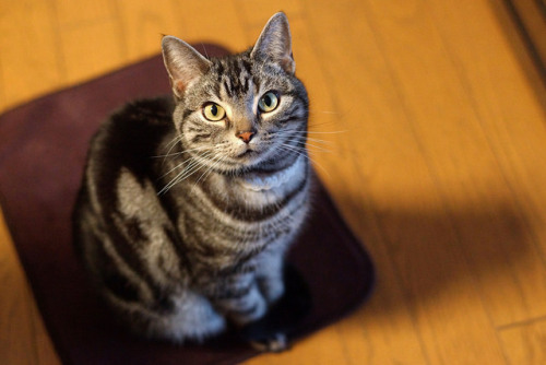 catycat21:cat #1143 by K-nekoTR on Flickr.