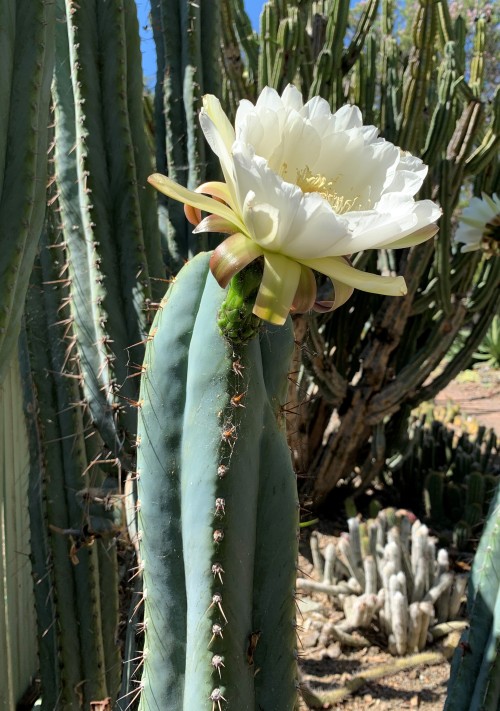 Trichocereus peruvianus
This cactus from the Andes is a close relative of the San Pedro Cactus (Trichocereus pachanoi), but its stems are more blue in color. For a time, all the plants in Trichocereus were put into Echinopsis - and with this naming...