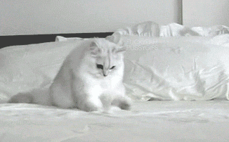 cars-food-life:  When you try to find your phone in the morning. 