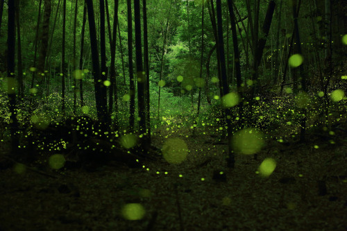 awkwardsituationist:  photos by yume cyan of fireflies in timelapse from a forest outside nagoya city, japan. (previous posts of fireflies in timelapse)  