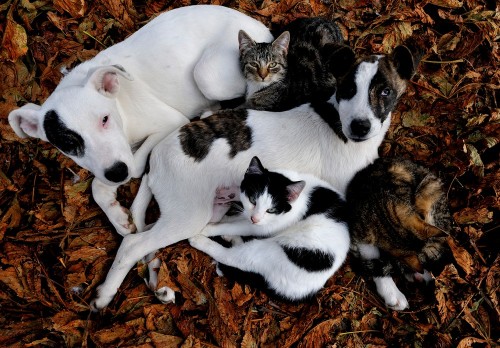 mostlydogsmostly:In Poland, a photographer found a group of cats and dogs hanging out together in th