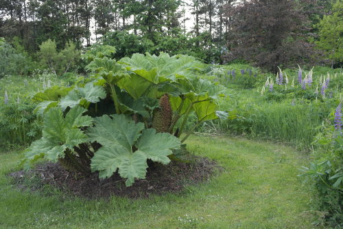 biodiverseed:GunneraI remember visiting a relative’s garden outside of Vancouver, Canada when I was 