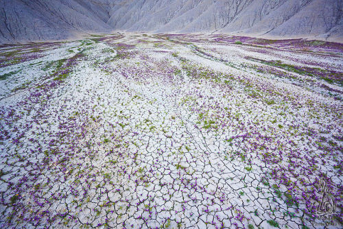 cubebreaker:In his series, The Good Badlands, photographer Guy Tal seeks to show us that though it is often hidden, and may only appear briefly, there is delicate and subtle beauty in abundance for any viewer with patience and desire.