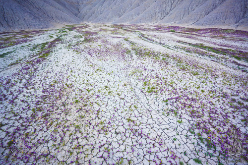 photography-cnl:Dry Terrain of the American West Captured in a Brief Moment of Color by Guy TalThe B