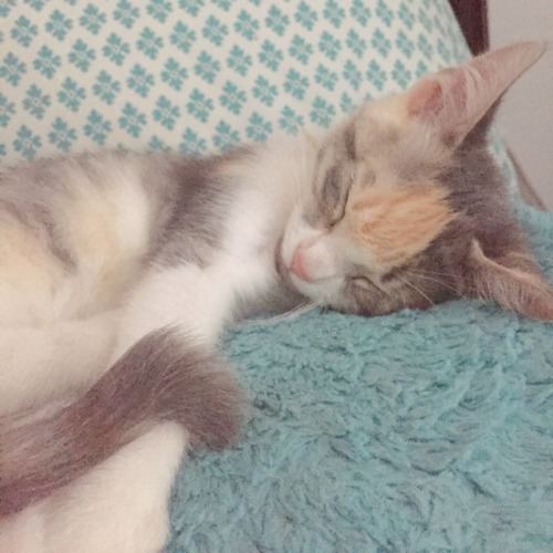 teapupp:my baby is having her beauty sleep ✨