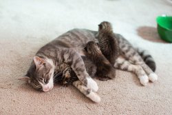 Bobbycaputo:    Mama Cat Who Lost Her Own Three Babies Matched With Three Abandoned