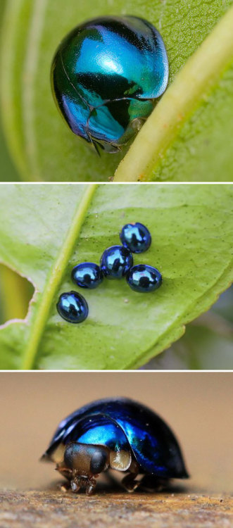 sitting-on-me-bum:  Steel Blue Ladybug  