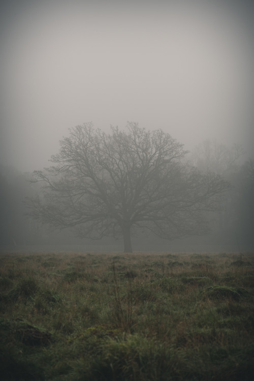 Misty Walk in the ParkAlways good to get out in the park. Cold and misty this morning, but beautiful