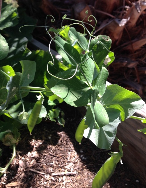 Fresh Peas from the garden! Yum!