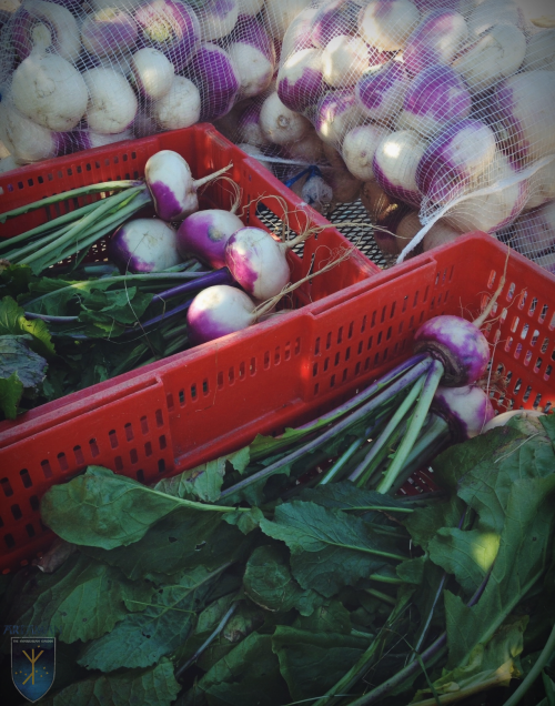 Busy Saturday working in the Hyperborean Garden, harvesting vegetables to be sold at the Farmers’ Ma