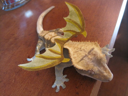 pumpkinfishes:  just hangin’ out with my crested gecko BABY DRAGON 