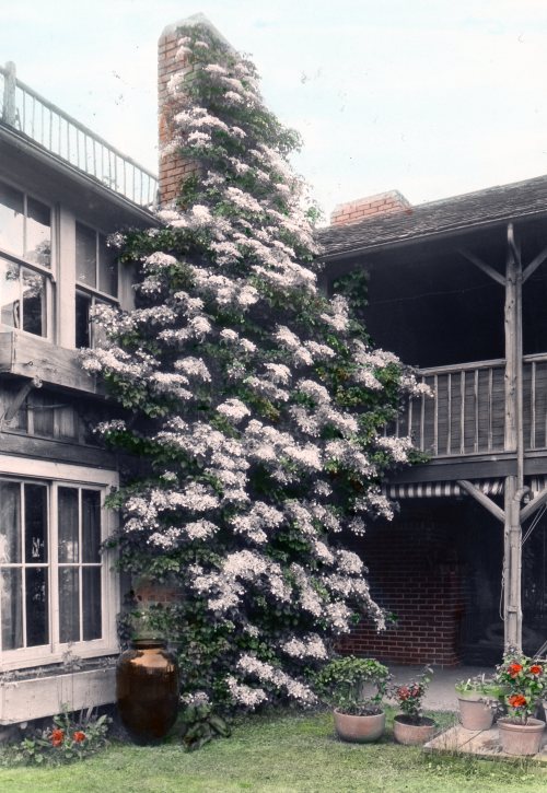  Climbing Hydrangea - Mrs. Ferdinand C. Smith Suburban Garden Portland Garden Club Slide Collection,