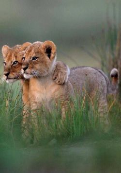 janetmillslove:  Baby lion hug moment love. Wild Fauna Love 